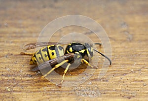 Wasp on a brown wooden background.