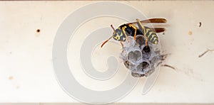 Wasp building nest. Closeup tree or paper wasp. Macro insect.