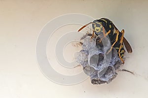 Wasp building nest. Closeup tree or paper wasp. Macro insect. Close up