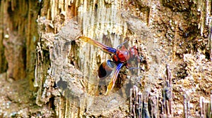 Wasp building it's mud nest photo