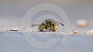 Wasp cannibalism in close-up macro view with fighting wasps eating each other with strong mandibles and biting in dead wasp body a