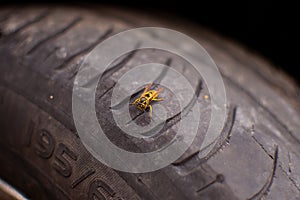 Wasp on a car tire