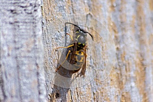 Wasp chewing wood off a panel fence