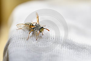 Wasp on child clothes. Danger of bites. Allergies and rashes. Child Anaphylaxis Risk