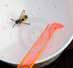 Wasp in child`s ice cream container. photo