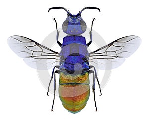 Wasp Chrysis comparata