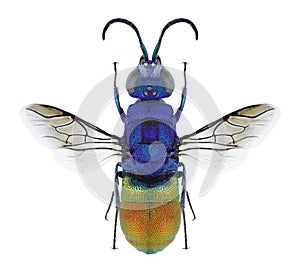 Wasp Chrysis comparata