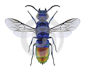 Wasp Chrysis fulgida