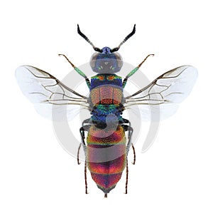 Wasp Chrysis succincta
