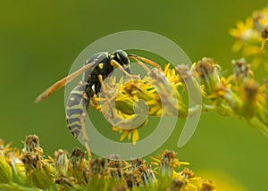 Wasp close up