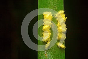 Wasp cocoon , Aarey Milk Colony