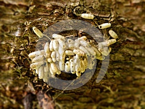 Wasp Cocoons