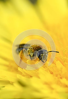 Wasp collect pollen on yellow dandelion macro photo vertical photo