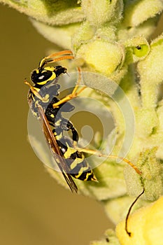 Wasp collecting nectar from flower in summer garden.