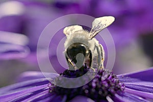 Bee collecting pollen from the flowers. Springtime.