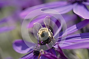 Honey bee collecting pollen from the flowers. Springtime of 2020.