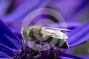 Bee collecting pollen from the flowers. Springtime.