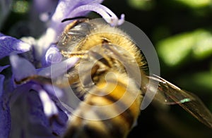 Bee collecting pollen from the flowers. Springtime.