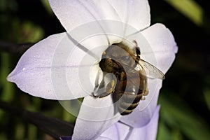 Bee collecting pollen from the flowers. Springtime.