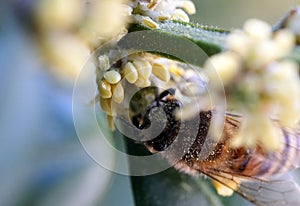 Bee collecting pollen from the yellow flowers extreme macro-photography.