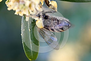 Bee collecting pollen from the yellow flowers extreme macro-photography.