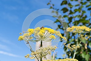 Wasp is collecting pollen on the yellow flowers of the parsnip or Pastinaca sativa macro close up on a sunny summer day with a