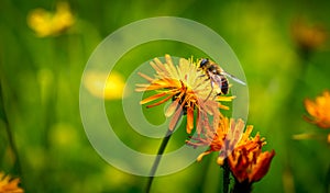 Wasp collects nectar from flower crepis alpina