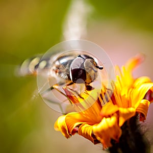 Wasp collects nectar from flower crepis alpina