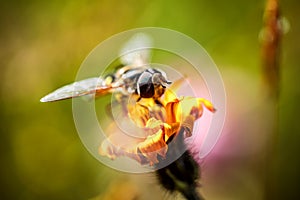 Wasp collects nectar from flower crepis alpina photo