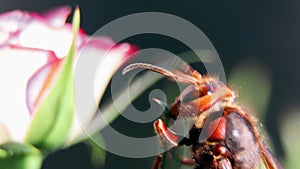 The wasp collects nectar from flowers. Vespidae. A wasp sits on a rose in the garden.Vespinae.Wasp uterus. Insect in a garden.