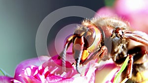 The wasp collects nectar from flowers. A wasp sits on a rose in the garden.Vespidae. Vespinae.Wasp uterus. Insect in a garden.Pol