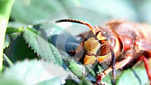 The wasp collects nectar from flowers. A wasp sits on a rose in the garden.Vespidae. Vespinae.Wasp uterus. Insect in a garden.Pol