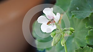 Wasp collects pollen from white flower to make honey