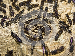A wasp colony building a nest