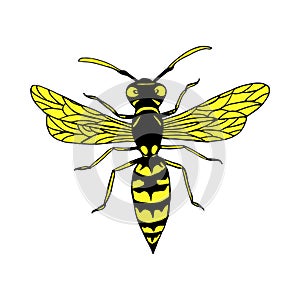 Wasp colorful cartoon sketch style insect, isolated on white