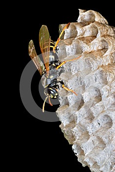 Wasp on combs 5