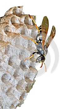 Wasp on combs 6