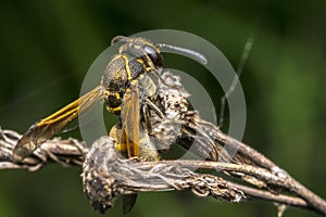 Wasp coming out from cocoon photo
