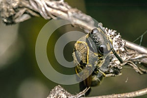 Wasp coming out from cocoon photo
