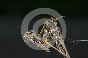 Wasp coming out from cocoon photo