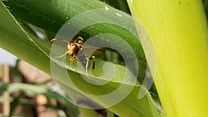 Wasp on a corn plant photo