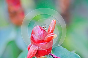 wasp on Costus speciosus, Crape ginger or Malay ginger or Spiral flag or Cheilocostus speciosus, Costaceae or Cane reed