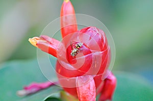 wasp on Costus speciosus, Crape ginger or Malay ginger or Spiral flag or Cheilocostus speciosus, Costaceae or Cane reed