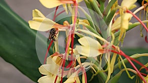 Wasp Crawling Around a Kahili Ginger Lily Flower
