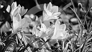 Wasp on crocus flower