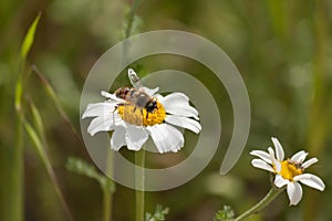 Wasp in a daisy on a green background photo