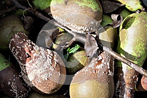 Wasp damaged conference pears, in Doncaster, South Yorkshire.