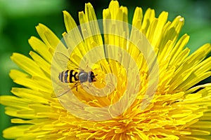 Wasp on a Dandelion bilobed stigma bearing pollen