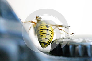 Wasp on a digital camera