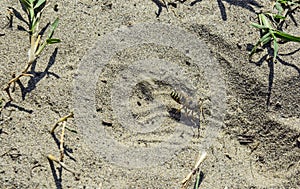 Wasp digs in the sand